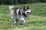 CHIEN FINNOIS DE LAPONIE 144